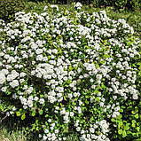 Спирея березолистная, С5, фото 2