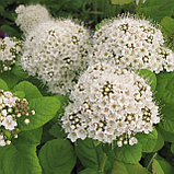 Спирея березолистная, С5, фото 3