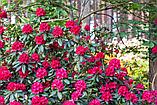 Саженцы вечнозеленого рододендрана "Nova zembla" red., фото 3