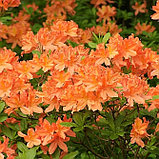 Саженцы  японская азалия Azalea Japonica 'Geisha Orange', фото 2