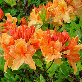 Саженцы  японская азалия Azalea Japonica 'Geisha Orange'