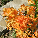 Саженцы  японская азалия Azalea Japonica 'Geisha Orange', фото 3
