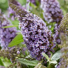 Буддлея Давида "Баттерфляй Кенди Лила Свитхарт" (Butterfly Candy Lila Sweetheart), Р9