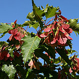 Клен гиннала (Acer ginnala), С2, фото 2