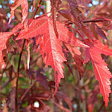 Клен гиннала (Acer ginnala), С2, фото 3