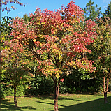 Клен гиннала (Acer ginnala), С2, фото 4