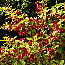 Вейгела цветущая "Олимпиада" (Бриан Рубидор) (Briant Rubidor "Olyimpiade"), Р9