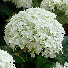 Гортензия древовидная "Аннабель" (Annabelle), Р9