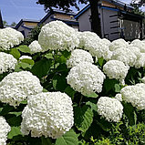 Гортензия древовидная "Аннабель" (Annabelle), Р9, фото 2