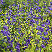 Кариоптерис кладонский "Ворчестер Голд" (Worcester Gold), Р9