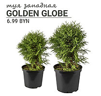 Туя западная Golden Globe горшок Р9 10-20см (только самовывоз Дзержинского, Боровая)