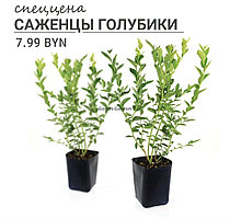 Саженцы
