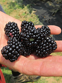 Саженцы ЕЖЕВИКИ сорта "НАТЧЕЗ" ("Natchez")