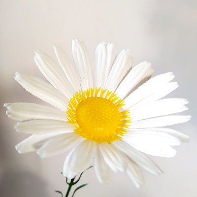 Ромашка искусственная 50 см, пластик