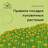 Правила посадки луковичных растений