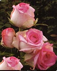 Роза чайно-гибридная DOLCE VITA NEW, фото 4