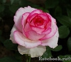 Роза чайно-гибридная DOLCE VITA NEW, фото 3