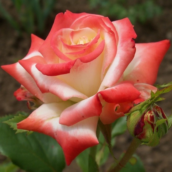 Роза чайно-гибридная IMPERATRICE FARAH - фото 2 - id-p5930997