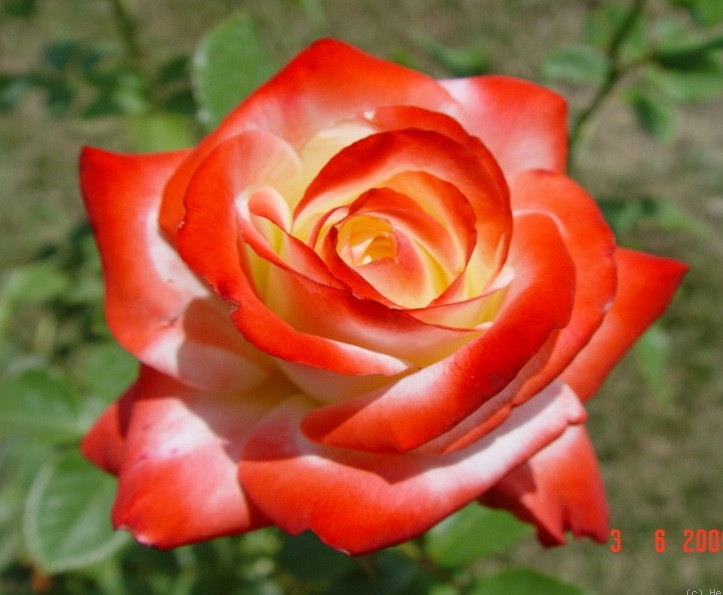 Роза чайно-гибридная IMPERATRICE FARAH - фото 4 - id-p5930997