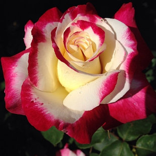 Роза чайно-гибридная DOUBLE  DELIGHT