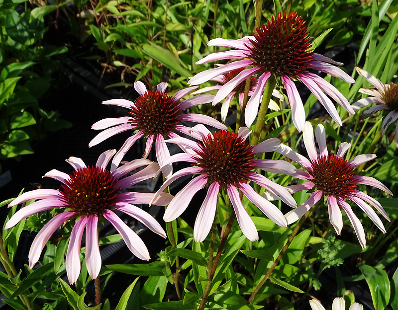 Эхинацея Пинк Тип