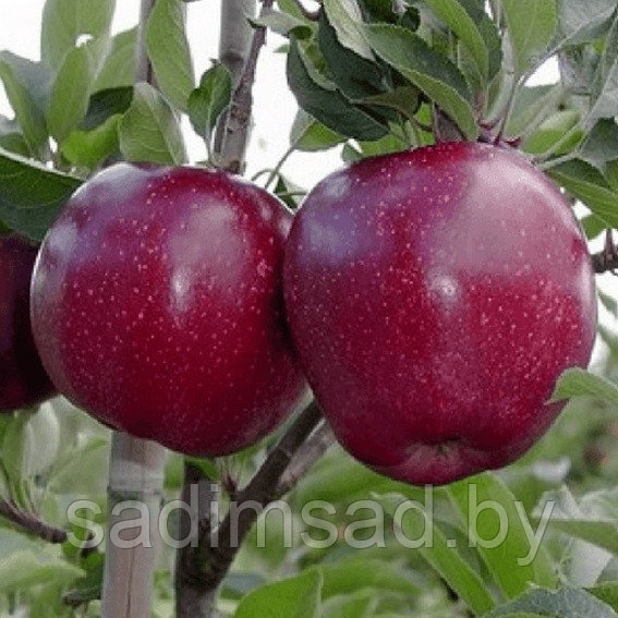 Яблоня Ред Джонапринц (Red Jonaprince): продажа, цена в Минске. Семена ...
