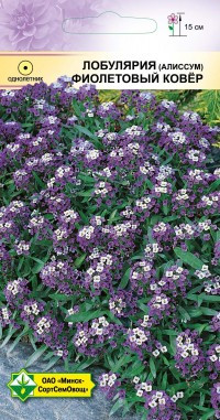 Лобулярия (алиссум) Фиолетовый ковёр - фото 1 - id-p33877034