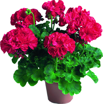 Пеларгония зональная