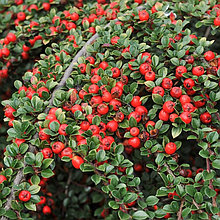 Кизильник гибридный "Корал Бьюти" (Coral Beauty), Р9