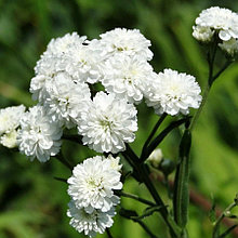Тысячелистник птармика "Маршмеллоу" (Marshmallow), С3