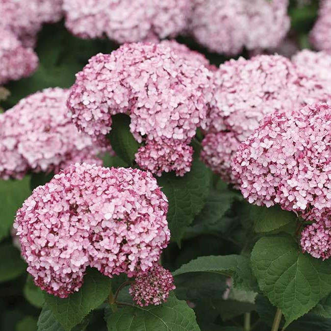 Гортензия древовидная "Кендибелль Баблгам" (Candybelle Bubblegum), С5