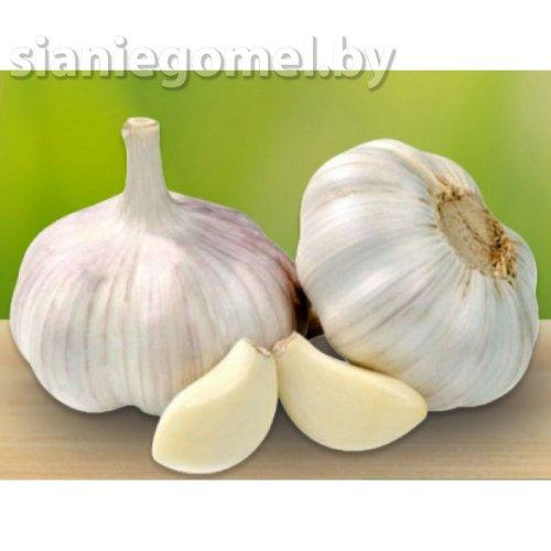 ЧЕСНОК НАДЕЖНЫЙ
