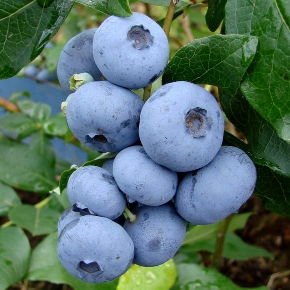Голубика "Блюкроп" (Bluecrop), среднеспелый сорт, Р9