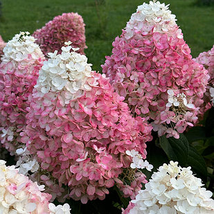 Гортензия метельчатая Pinky Promise (Пинки Промис)