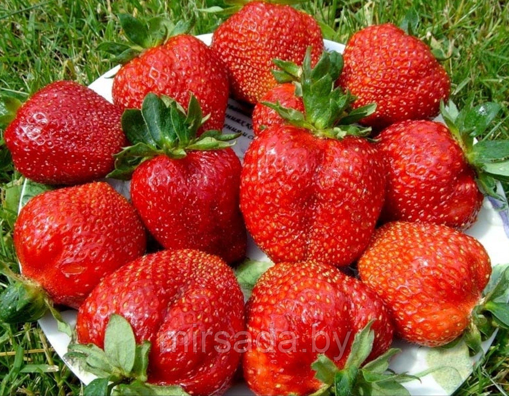 Клубника Роксана(ЗКС)