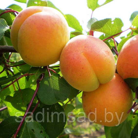 Абрикос Альфа