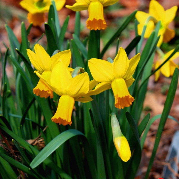 Нарцисс Джетфайер 10шт/упак МССО
