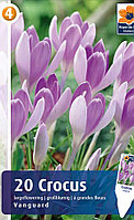 Крокус крупноцветковый Вангард 20шт/упак МССО