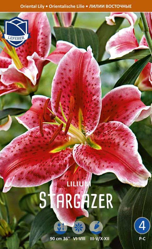 Лилия Старгейзер 1шт МССО