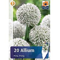 Аллиум (лук декоративный) Пинг Понг 20шт/упак МССО