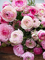 Лютик (Ранункулус) Пикати Пинк 12шт/упак МССО