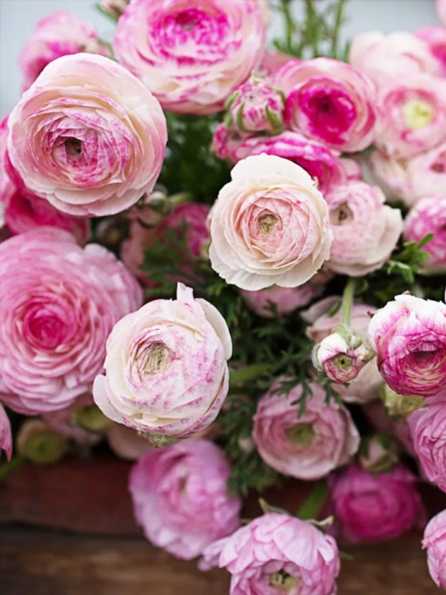 Лютик (Ранункулус) Пикати Пинк 12шт/упак МССО