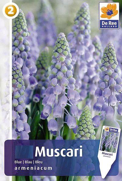 Мускари армянский Блю 5шт/упак МССО