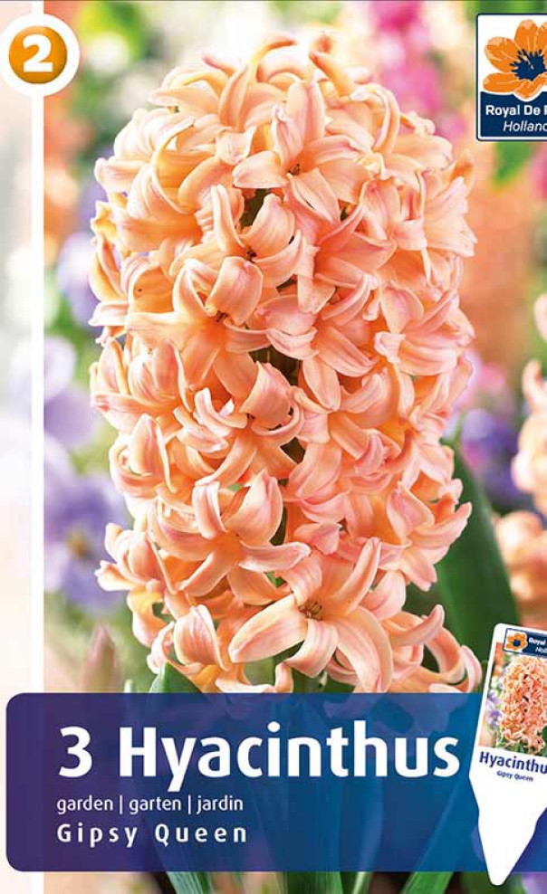 Гиацинт Гипси Квин 3шт/упак МССО