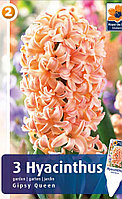 Гиацинт Гипси Квин 3шт/упак МССО