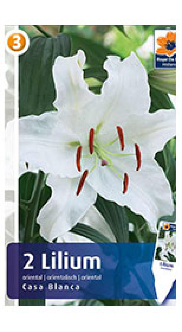 Лилия Восточная Каса Бланка 2шт/упак МССО