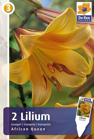 Лилия Африкан Квин 2шт/упак МССО
