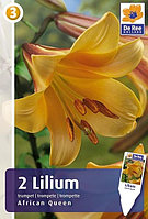 Лилия Африкан Квин 2шт/упак МССО