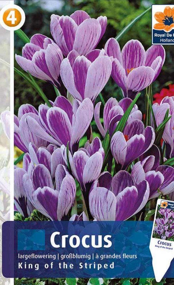 Крокус крупноцветковый Кинг оф Страйпэд 5шт/упак МССО