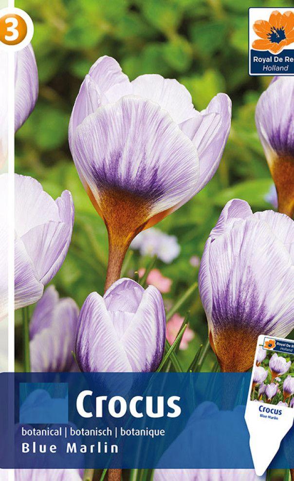 Крокус ботанический Блу Марлин 5шт/упак МССО